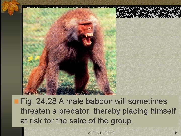 n Fig. 24. 28 A male baboon will sometimes threaten a predator, thereby placing