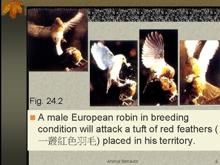 Fig. 24. 2 n A male European robin in breeding condition will attack a