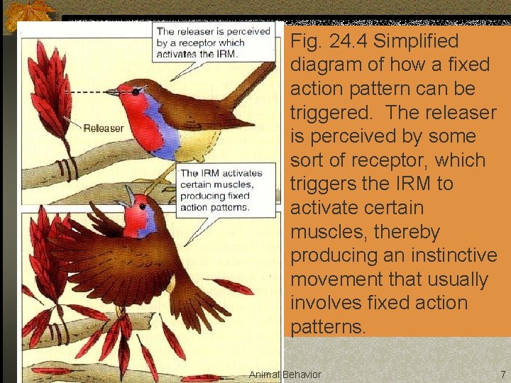 n Fig. 24. 4 Simplified diagram of how a fixed action pattern can be