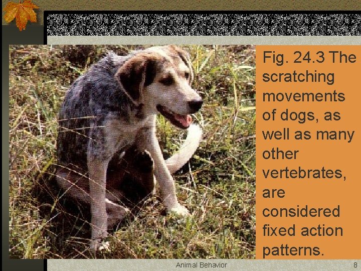 n Fig. 24. 3 The scratching movements of dogs, as well as many other