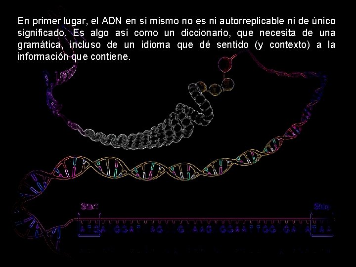 En primer lugar, el ADN en sí mismo no es ni autorreplicable ni de