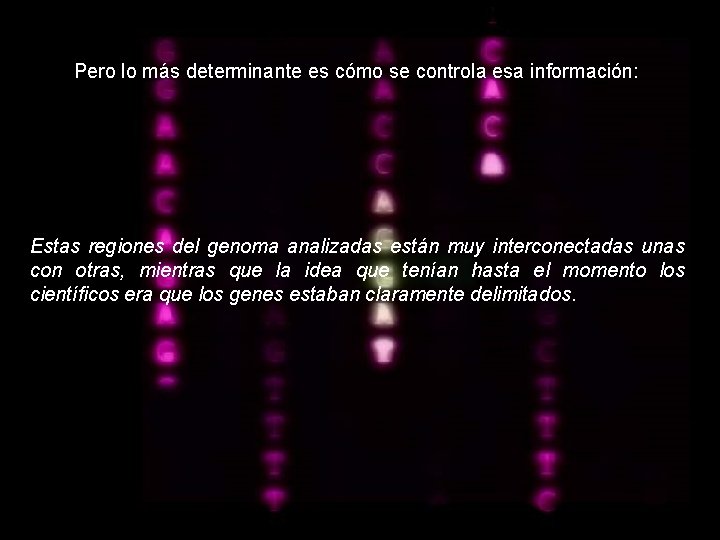 Pero lo más determinante es cómo se controla esa información: Estas regiones del genoma