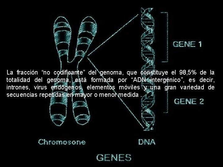 La fracción “no codificante” del genoma, que constituye el 98, 5% de la totalidad