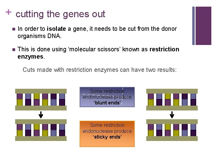 + cutting the genes out n In order to isolate a gene, it needs