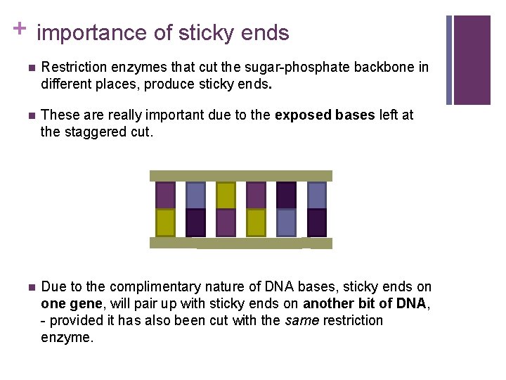 + importance of sticky ends n Restriction enzymes that cut the sugar-phosphate backbone in