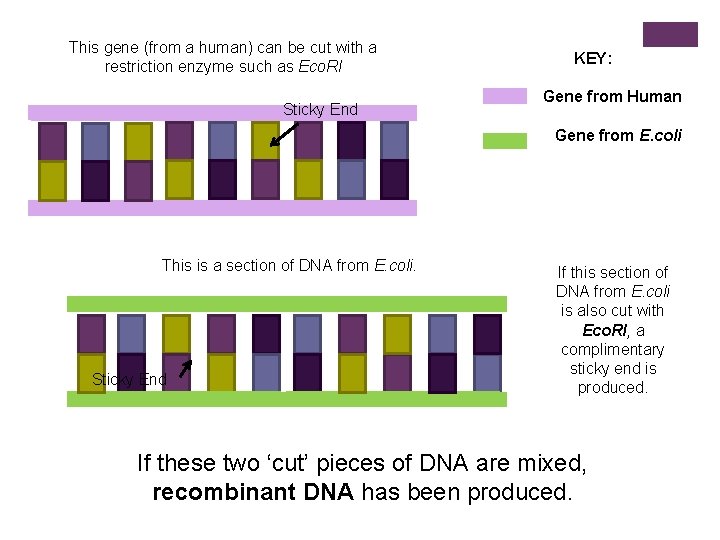 This gene (from a human) can be cut with a restriction enzyme such as
