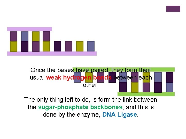 Once the bases have paired, they form their usual weak hydrogen bonds between each