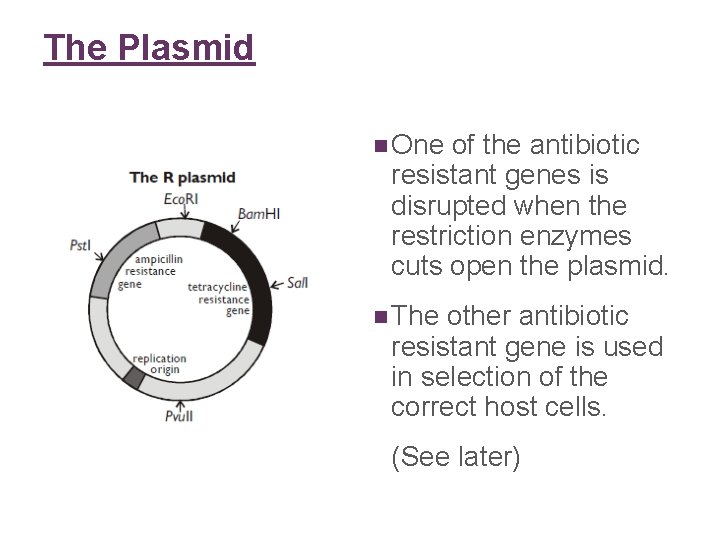 The Plasmid n One of the antibiotic resistant genes is disrupted when the restriction