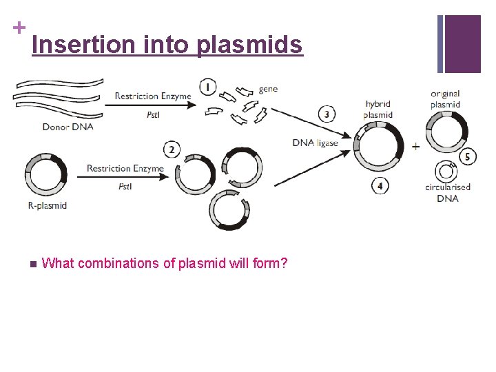 + Insertion into plasmids n What combinations of plasmid will form? 