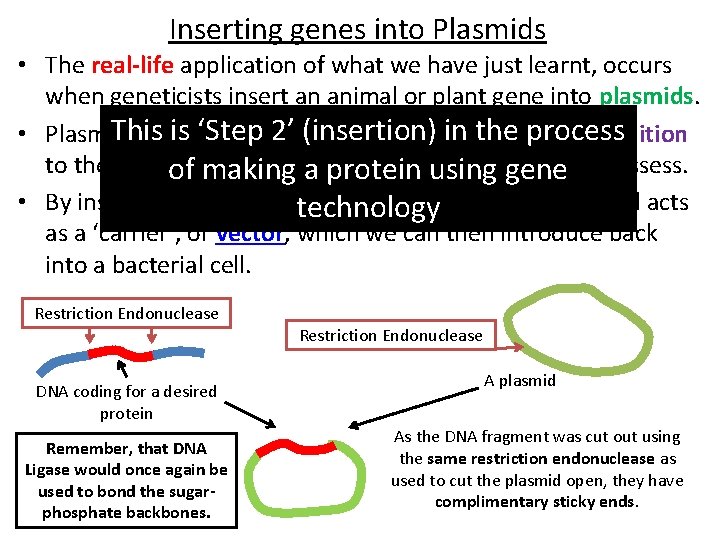 Inserting genes into Plasmids • The real-life application of what we have just learnt,