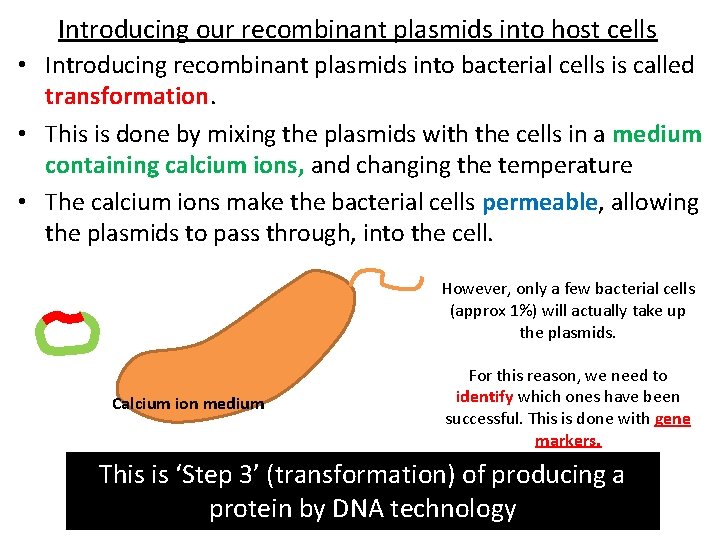 Introducing our recombinant plasmids into host cells • Introducing recombinant plasmids into bacterial cells