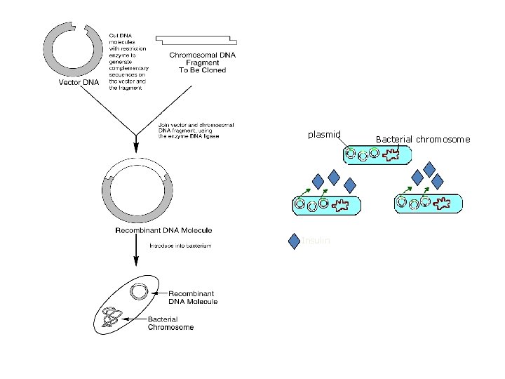 plasmid Insulin Bacterial chromosome 