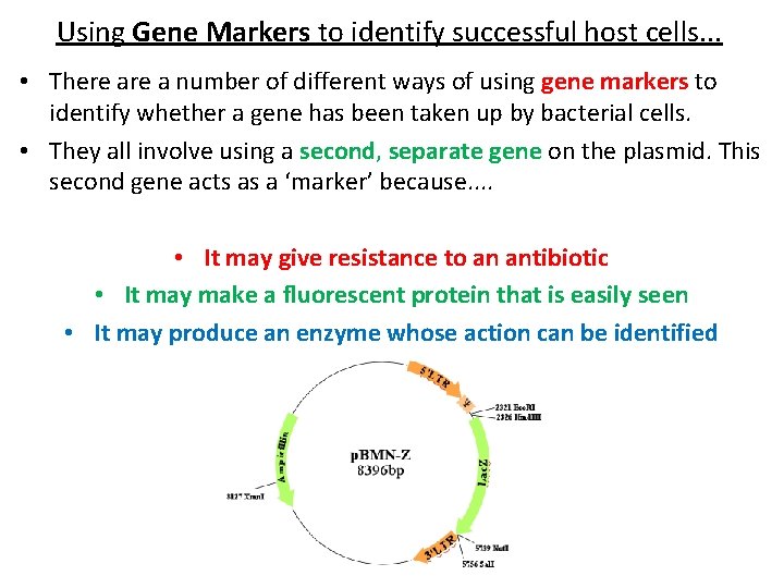 Using Gene Markers to identify successful host cells. . . • There a number