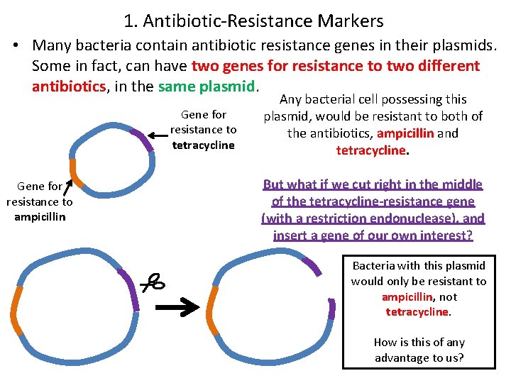 1. Antibiotic-Resistance Markers • Many bacteria contain antibiotic resistance genes in their plasmids. Some