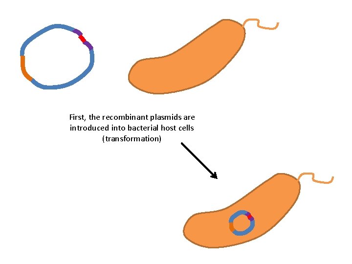 First, the recombinant plasmids are introduced into bacterial host cells (transformation) 