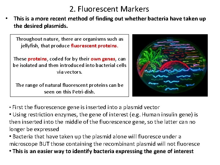 2. Fluorescent Markers • This is a more recent method of finding out whether