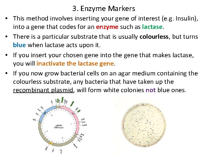3. Enzyme Markers • This method involves inserting your gene of interest (e. g.