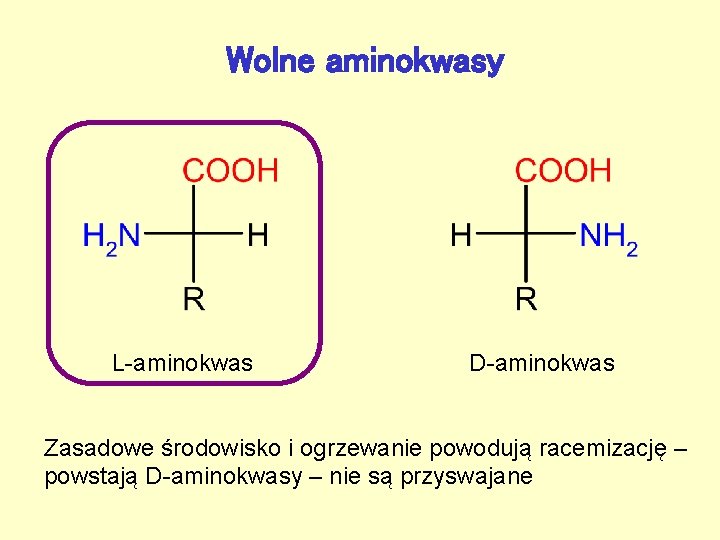 Wolne aminokwasy L-aminokwas D-aminokwas Zasadowe środowisko i ogrzewanie powodują racemizację – powstają D-aminokwasy –