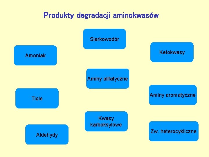 Produkty degradacji aminokwasów Siarkowodór Ketokwasy Amoniak Aminy alifatyczne Aminy aromatyczne Tiole Kwasy karboksylowe Aldehydy