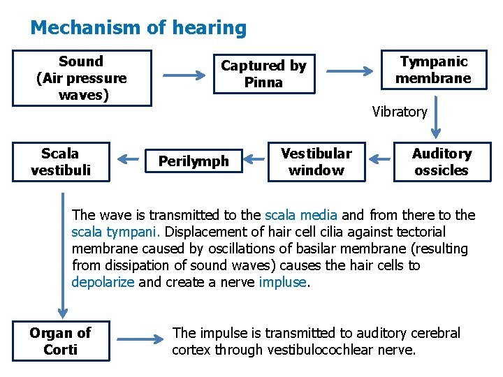 Mechanism of hearing Sound (Air pressure waves) Scala vestibuli Captured by Pinna Tympanic membrane Mechanism of hearing Sound (Air pressure waves) Scala vestibuli Captured by Pinna Tympanic membrane