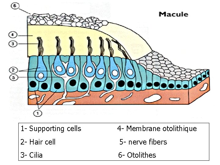1 - Supporting cells 4 - Membrane otolithique 2 - Hair cell 5 - 1 - Supporting cells 4 - Membrane otolithique 2 - Hair cell 5 -