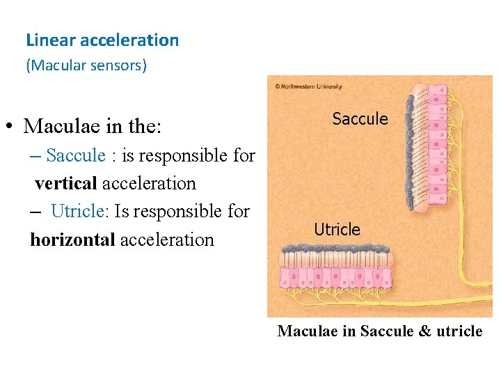 Linear acceleration (Macular sensors) • Maculae in the: – Saccule : is responsible for Linear acceleration (Macular sensors) • Maculae in the: – Saccule : is responsible for