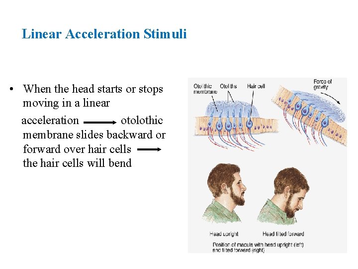 Linear Acceleration Stimuli • When the head starts or stops moving in a linear Linear Acceleration Stimuli • When the head starts or stops moving in a linear