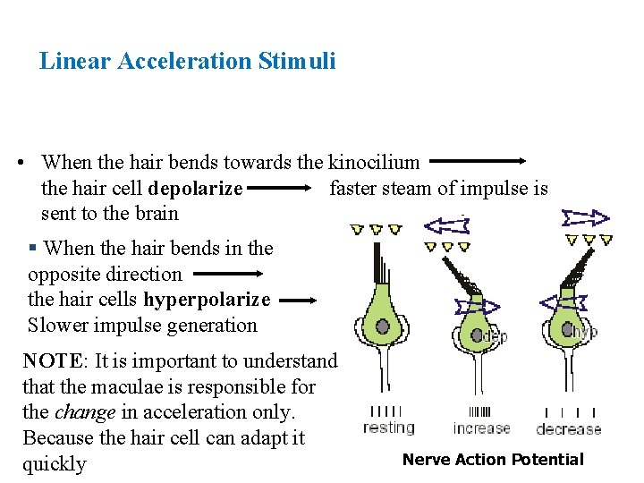 Linear Acceleration Stimuli • When the hair bends towards the kinocilium the hair cell Linear Acceleration Stimuli • When the hair bends towards the kinocilium the hair cell