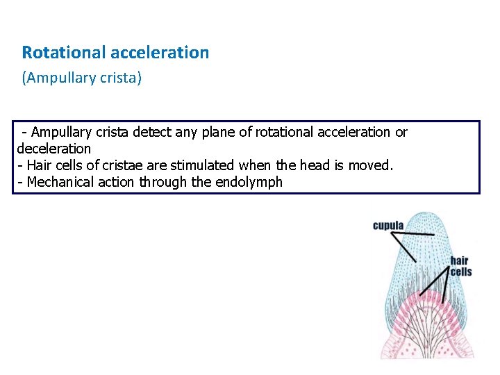 Rotational acceleration (Ampullary crista) - Ampullary crista detect any plane of rotational acceleration or Rotational acceleration (Ampullary crista) - Ampullary crista detect any plane of rotational acceleration or