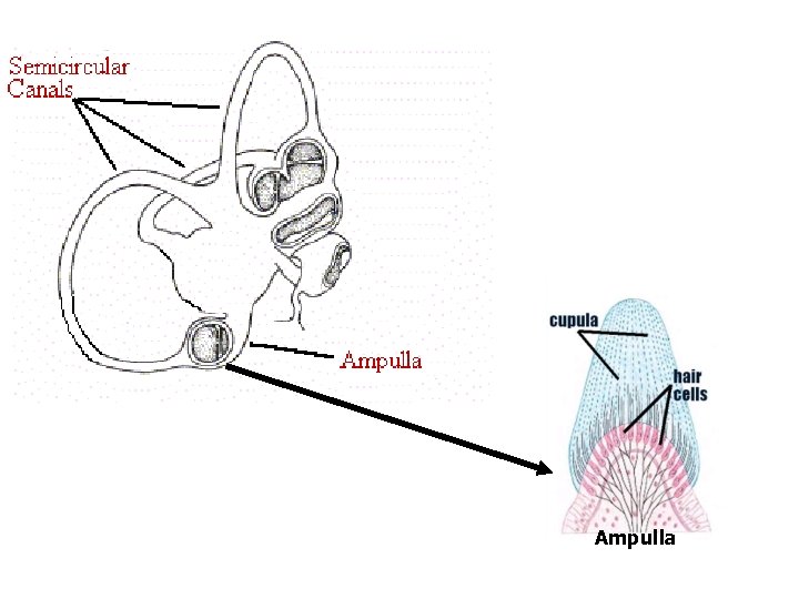 Ampulla Ampulla