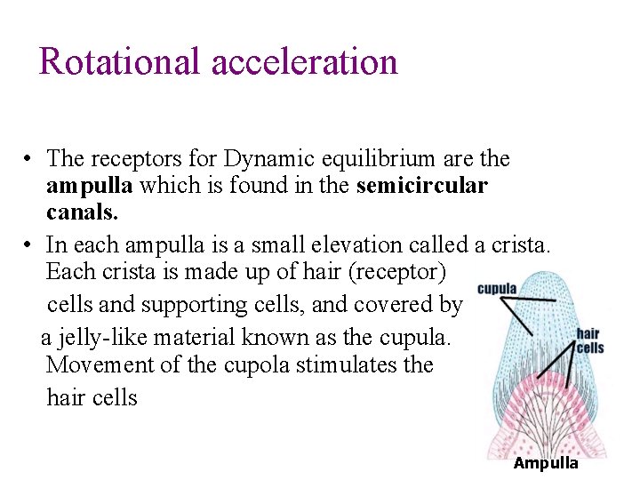 Rotational acceleration • The receptors for Dynamic equilibrium are the ampulla which is found Rotational acceleration • The receptors for Dynamic equilibrium are the ampulla which is found