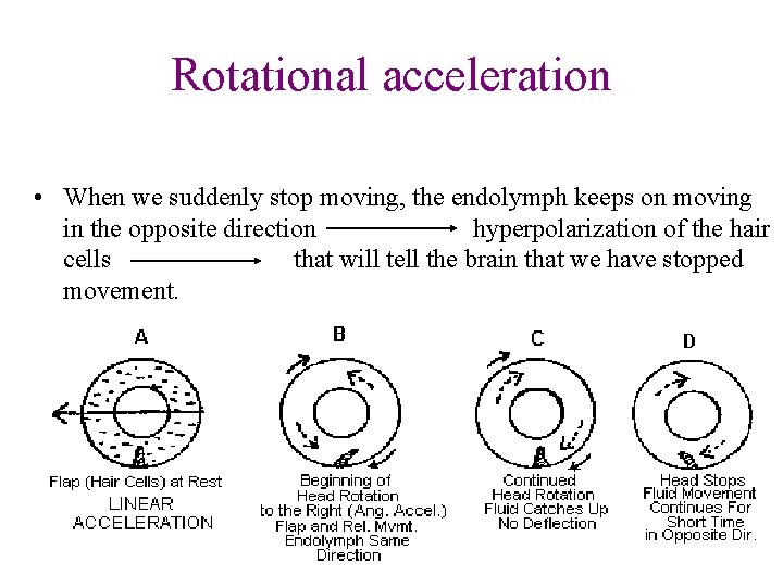 Rotational acceleration • When we suddenly stop moving, the endolymph keeps on moving in Rotational acceleration • When we suddenly stop moving, the endolymph keeps on moving in