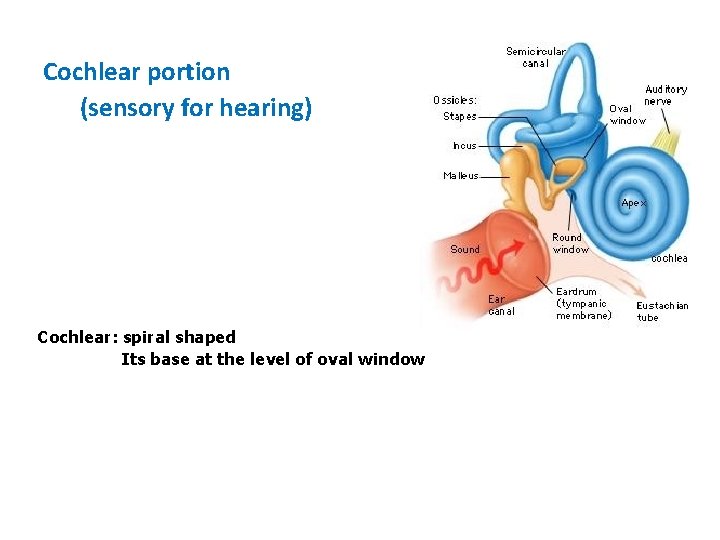 Cochlear portion (sensory for hearing) Cochlear: spiral shaped Its base at the level of Cochlear portion (sensory for hearing) Cochlear: spiral shaped Its base at the level of