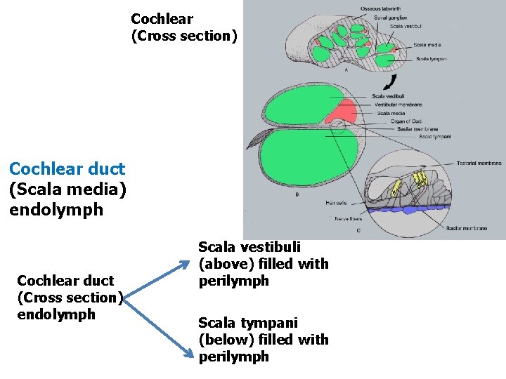 Cochlear (Cross section) Cochlear duct (Scala media) endolymph Cochlear duct (Cross section) endolymph Scala Cochlear (Cross section) Cochlear duct (Scala media) endolymph Cochlear duct (Cross section) endolymph Scala