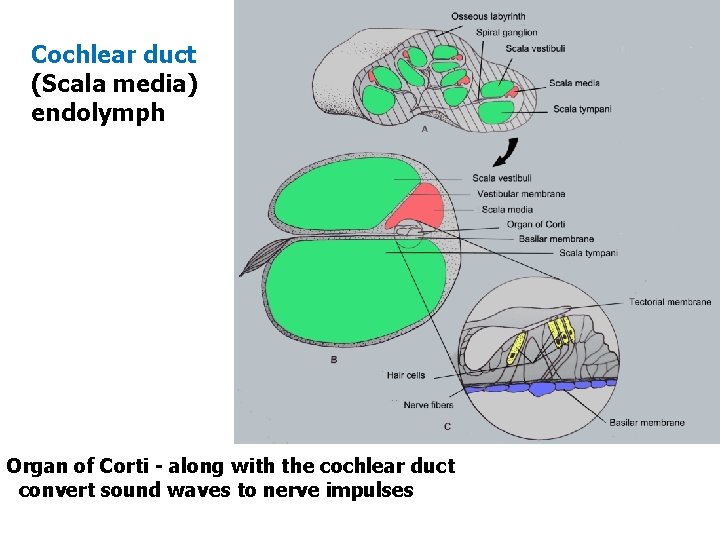 Cochlear duct (Scala media) endolymph Organ of Corti - along with the cochlear duct Cochlear duct (Scala media) endolymph Organ of Corti - along with the cochlear duct