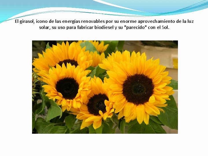 El girasol, icono de las energías renovables por su enorme aprovechamiento de la luz