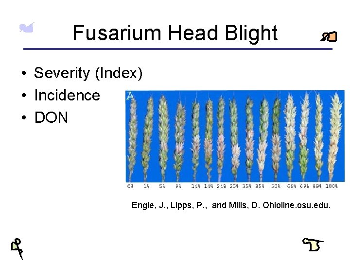 Fusarium Head Blight • Severity (Index) • Incidence • DON Engle, J. , Lipps,