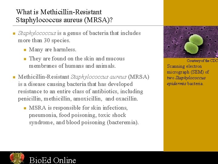 What is Methicillin-Resistant Staphylococcus aureus (MRSA)? n n Staphylococcus is a genus of bacteria
