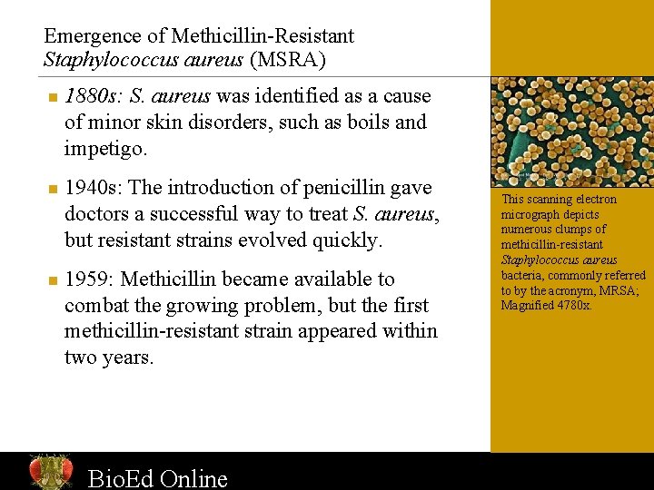 Emergence of Methicillin-Resistant Staphylococcus aureus (MSRA) n n n 1880 s: S. aureus was