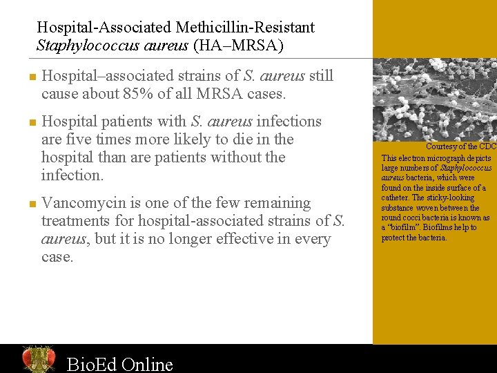 Hospital-Associated Methicillin-Resistant Staphylococcus aureus (HA–MRSA) n n n Hospital–associated strains of S. aureus still