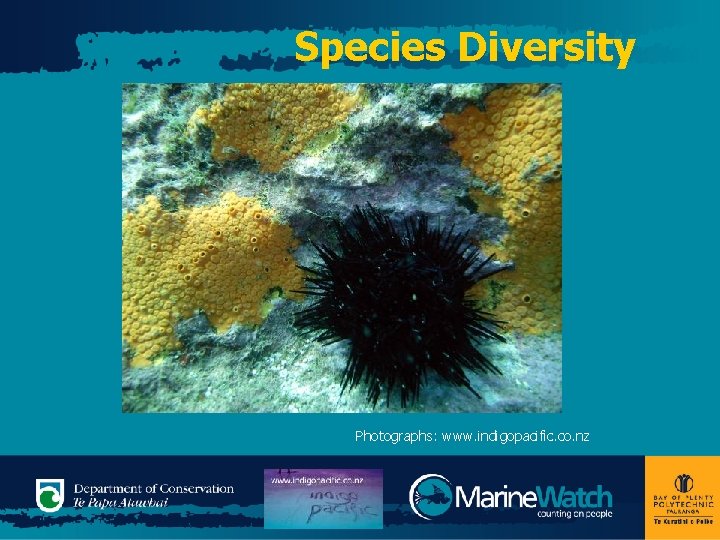 Species Diversity Photographs: www. indigopacific. co. nz 