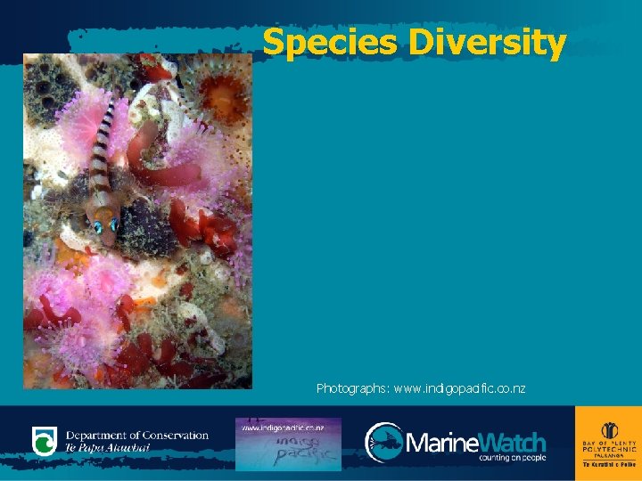 Species Diversity Photographs: www. indigopacific. co. nz 