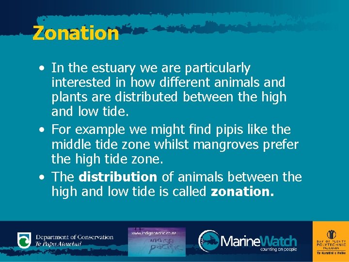 Zonation • In the estuary we are particularly interested in how different animals and