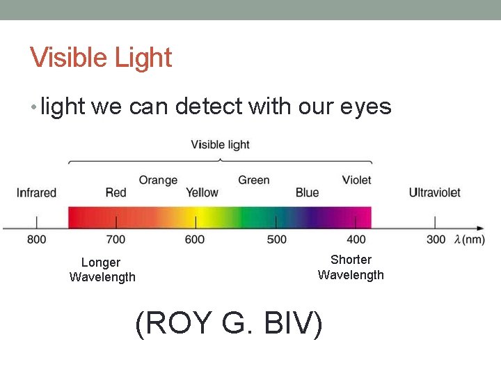 Visible Light • light we can detect with our eyes Longer Wavelength Shorter Wavelength