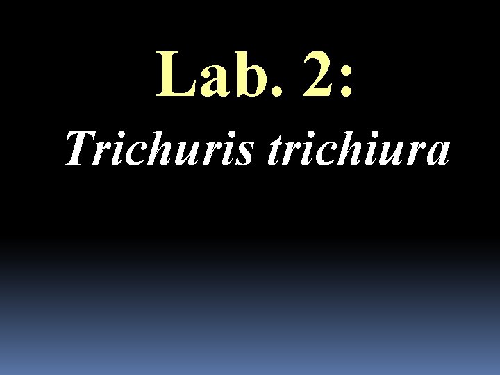 Lab. 2: Trichuris trichiura 