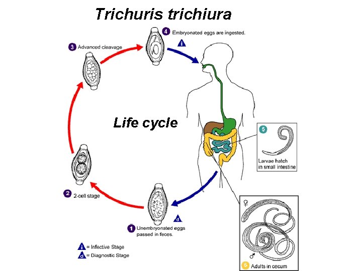 Trichuris trichiura Life cycle 