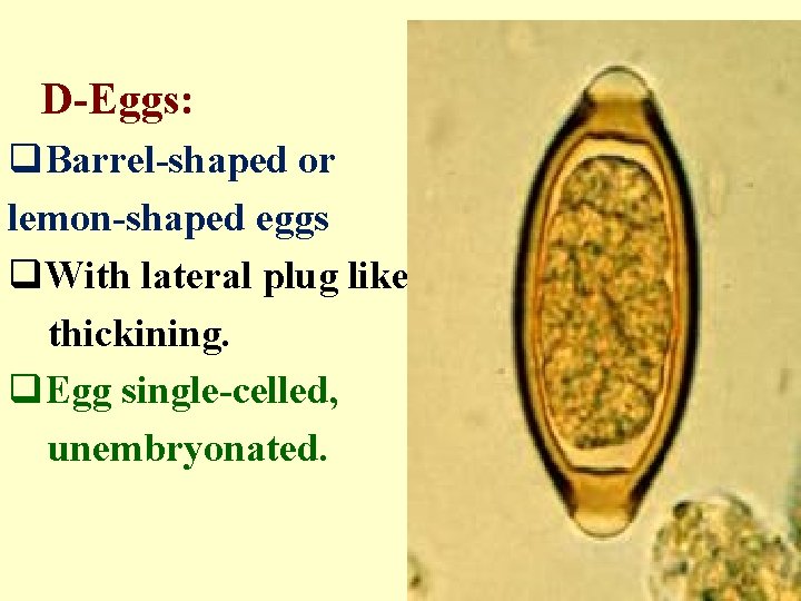  D-Eggs: q. Barrel-shaped or lemon-shaped eggs q. With lateral plug like thickining. q.
