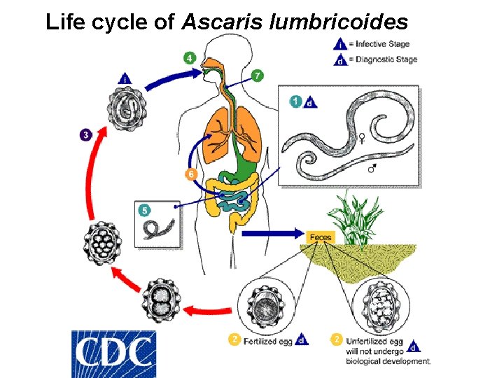 Life cycle of Ascaris lumbricoides 