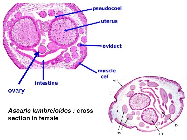 ovary Ascaris lumbreioides : cross section in female 