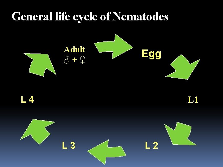 General life cycle of Nematodes Adult ♂+♀ Egg L 4 L 1 L 3